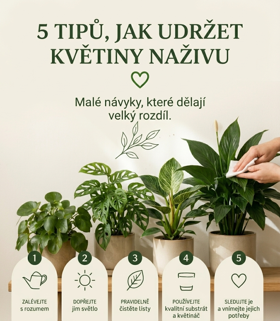 Rostliny, které milují stín